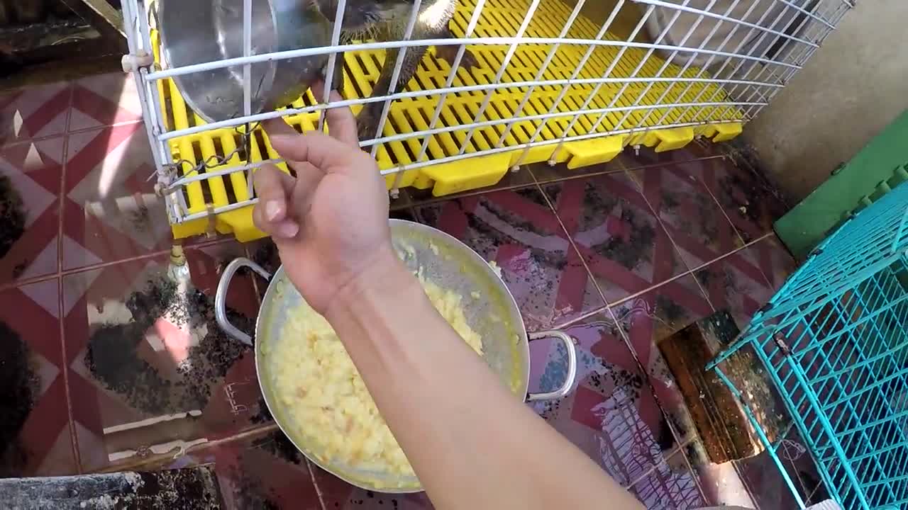 Feeding Pet Otters. Very Soothing!