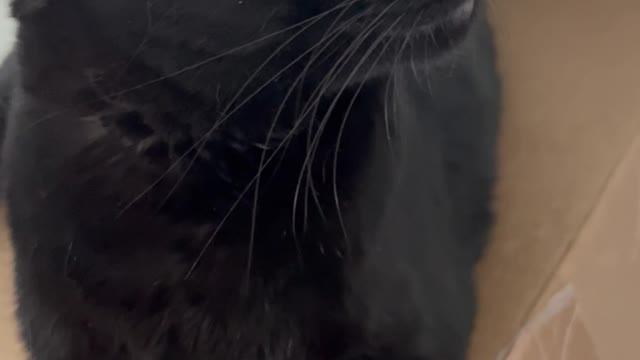 Adopting a Cat from a Shelter Vlog - Precious Piper Has a Cute Face #shorts