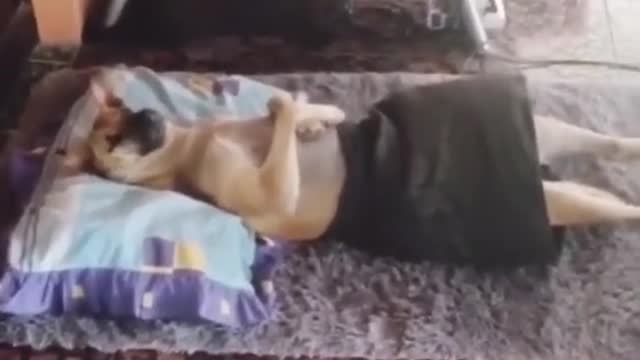funny dog video