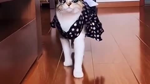 Cat 😸🐈 video only