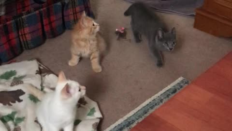 "Ooh, a ceiling fan!" More of kittens at play.