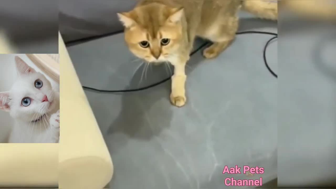 Funny Cat Dancing