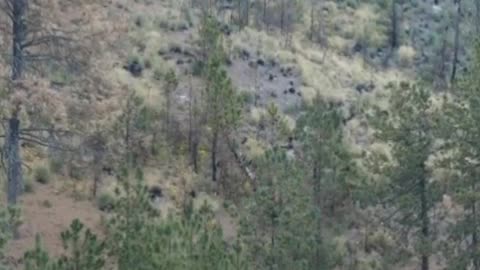 Flying over a temperate forest