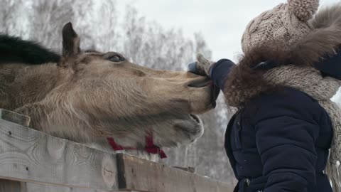 A Girl Touching The Nose Of The Domesticated Horses