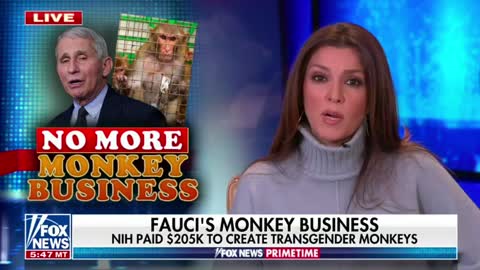 Fauci's NIH paid over $205k to create transgender monkeys