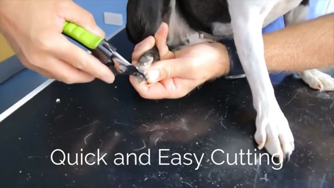 Dog Nail Clippers with Safety Guard 🐾✂️