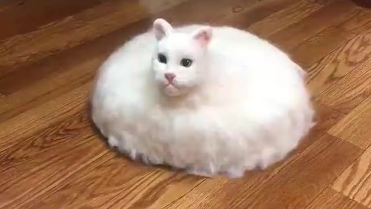 TRY NOT TO LAUGH FUNNY CAT VIDEOS animals, animal house, animal house, animal, anima