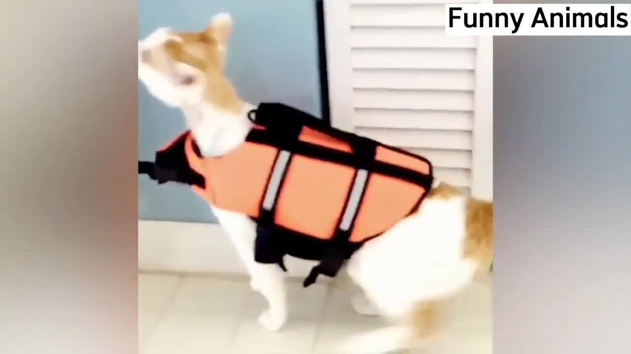 Funny Cat Compilation #8