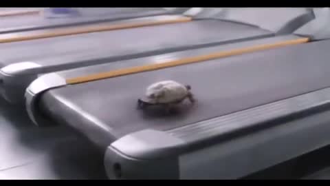 Turtle Workout