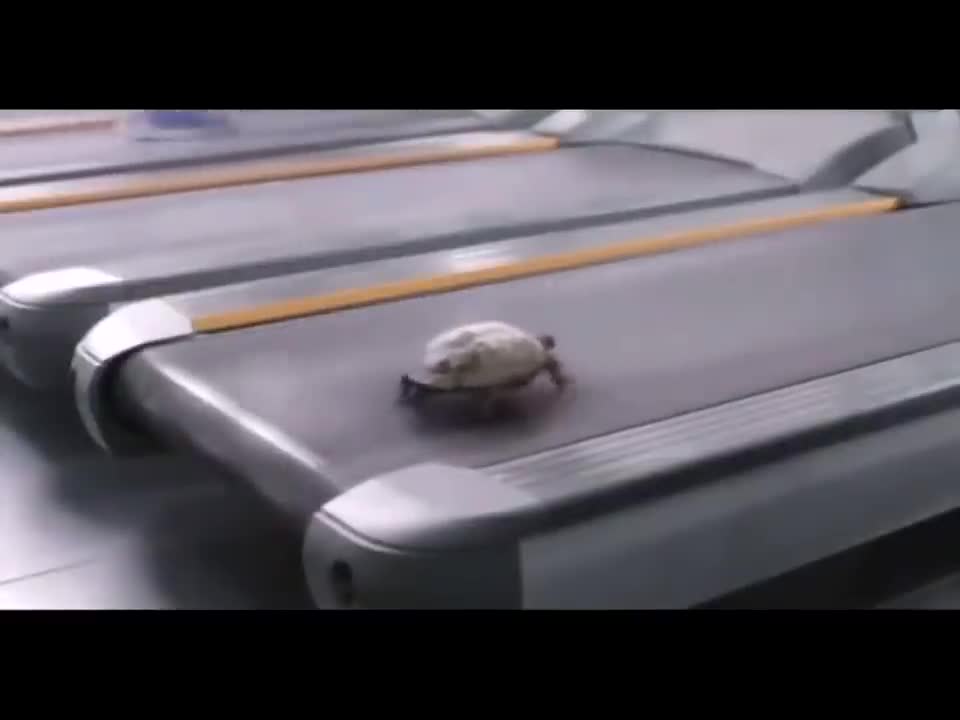 Turtle Workout