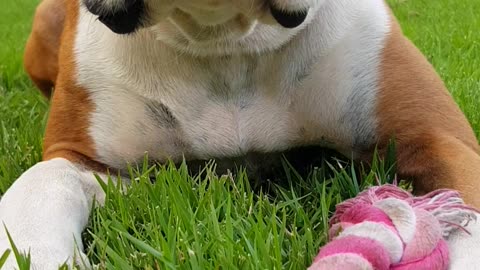 Brown white dog pink toy runs at camera