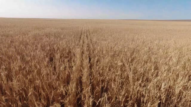 Gobbling Grain