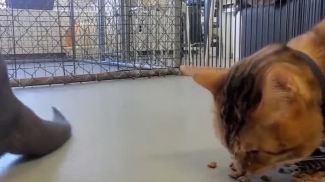 Funny little animal Video: seals steal cat food and carry it with them