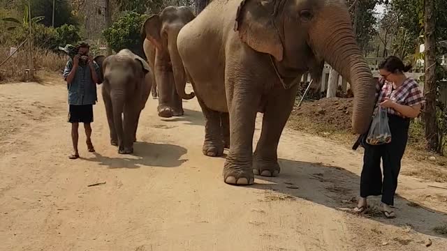 elephants-walking-on-the-street