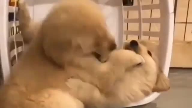 Two puppies fighting for basket