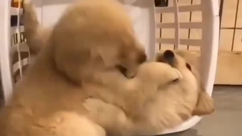 Two puppies fighting for basket