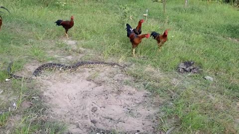 Chickens ready to fight and