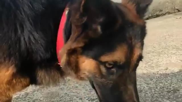 german_Shepherd_dog_#shortvideo_#short_#short_#trending_#song_#viral_#videos_#gsd_lover