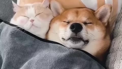 Unlikely Friendship: Astonishing Cat and Dog Duo! Short #shorts #funnymemes #syl_vester