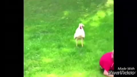 Funny chickens and roosters Chasing kids and adults funny videos compilation 2020