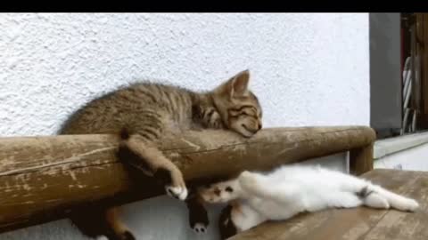 Funny Cat Vines - Short Funny Cats Videos - part-1