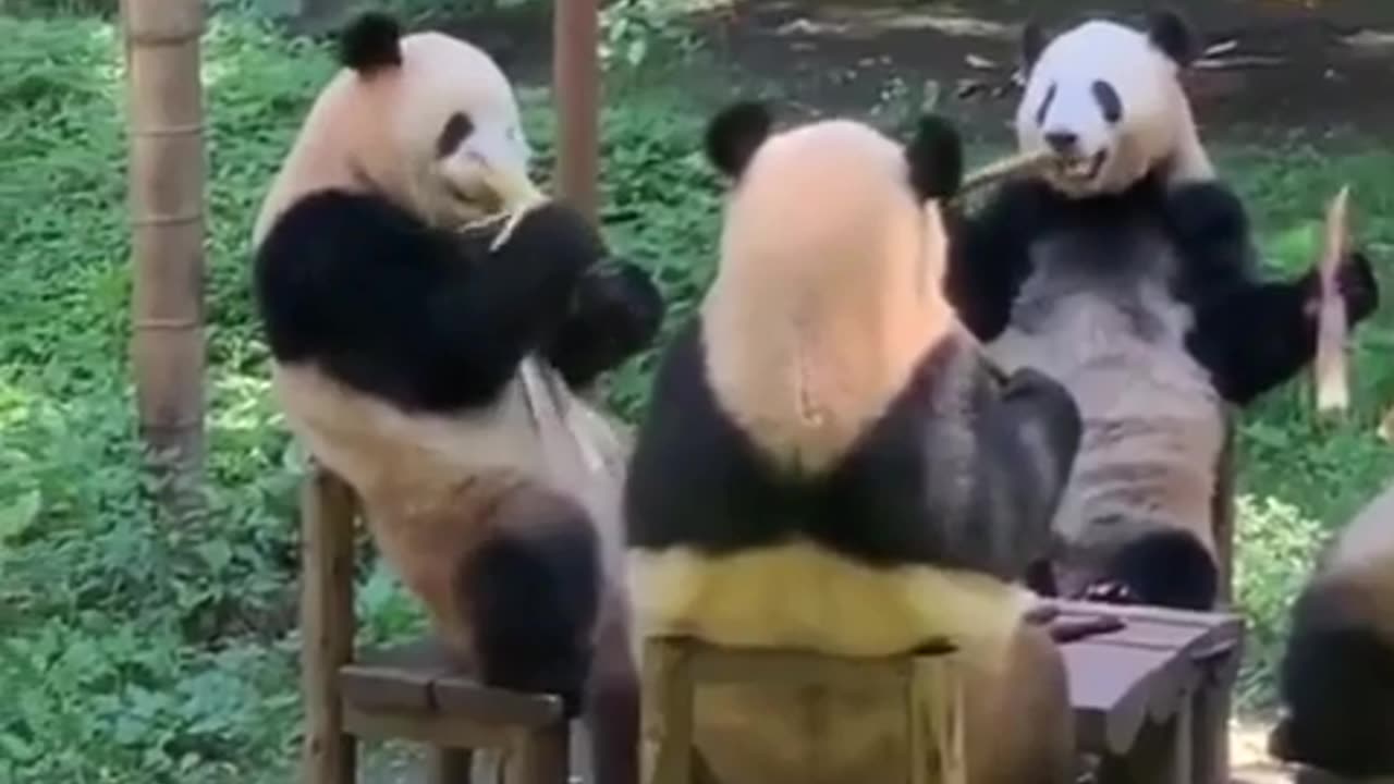 Pandas having a bamboo party