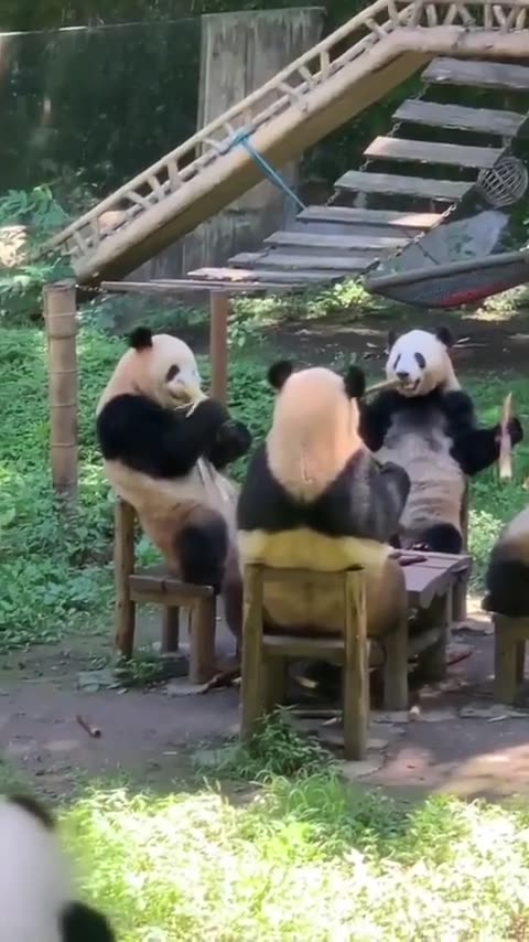 Pandas having a bamboo party