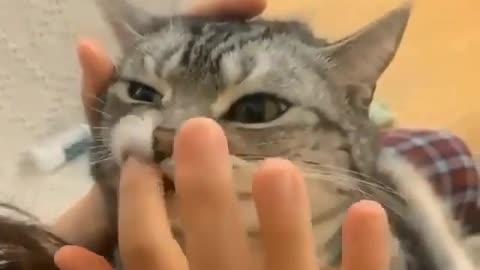 cats face