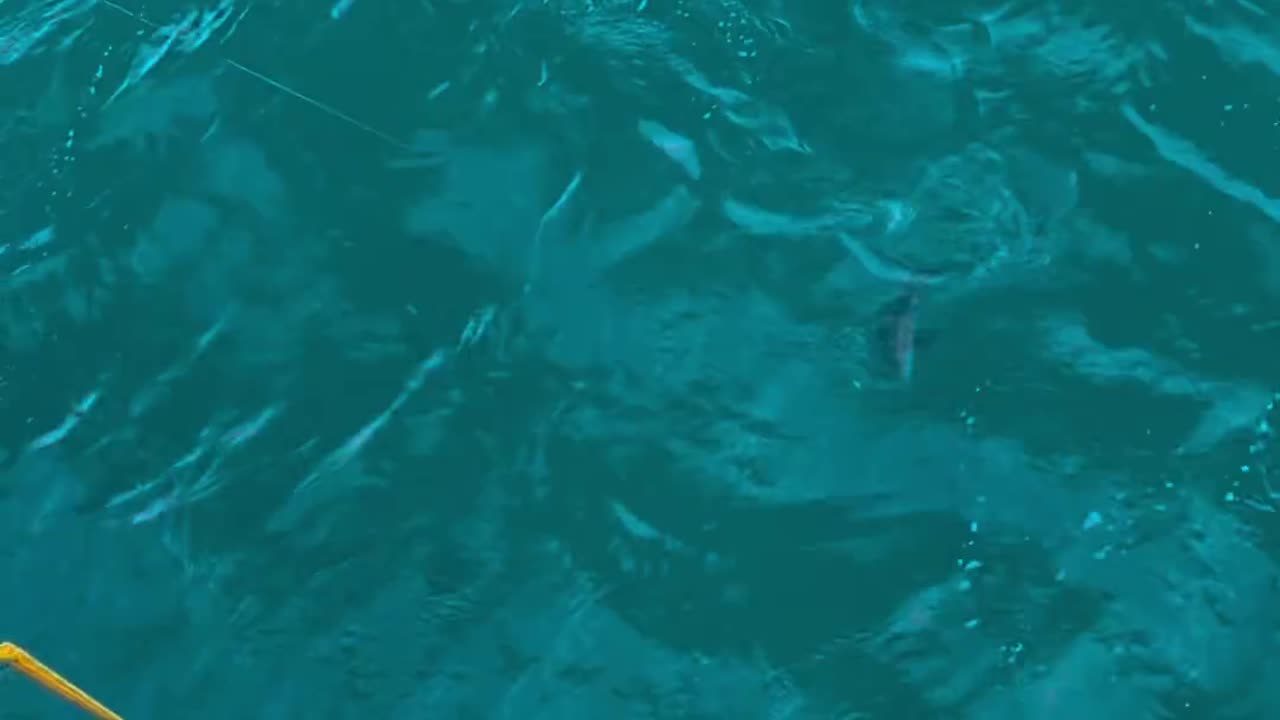 🎣