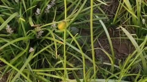 beautiful little yellow flower