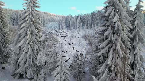 My beautiful snowy forest