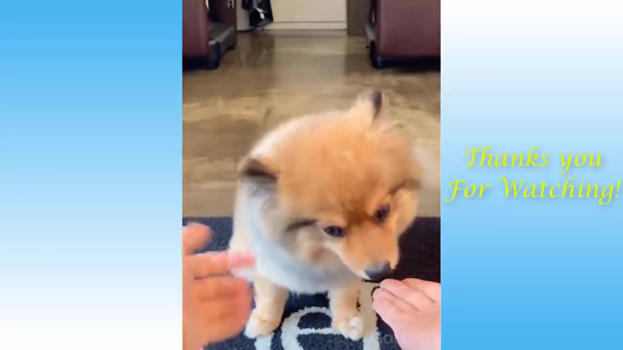 Watch This Pets be CUTE and FUNNY.