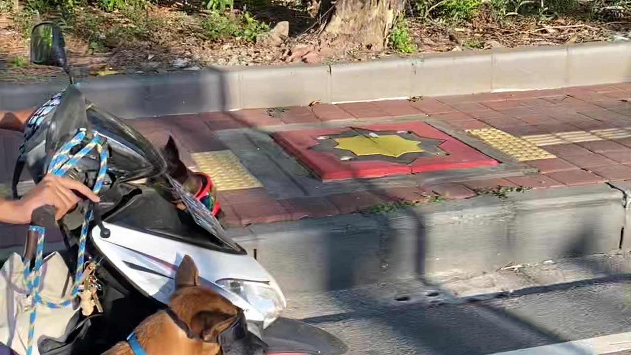 Dogs Ride on Motorcycle in Bali