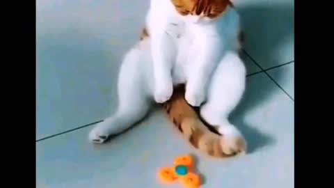 funny videos of cats playing