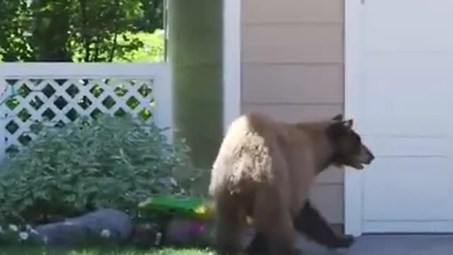 When a scary bear suddenly encounters a person who appears,