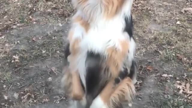 This is how I get greeted when I get home from work - mr. Dog