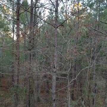 Evening in the woods