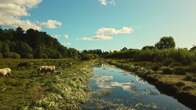 Push in Shot of a Body of Water in a Lush Environment