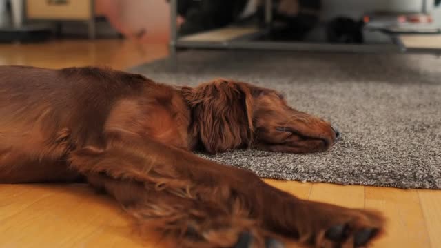 Spaniel Dog Lying On Floor