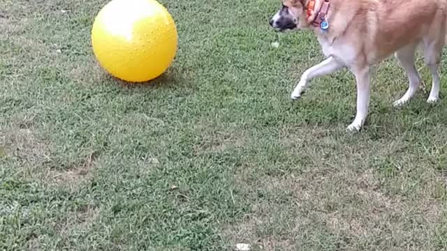 Dog vs Ball