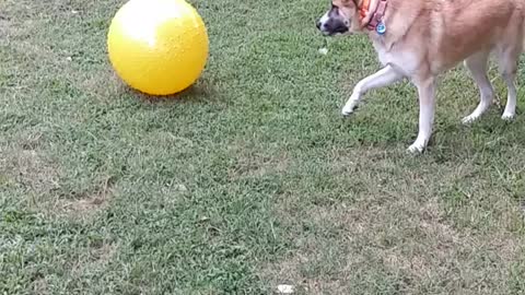 Dog vs Ball