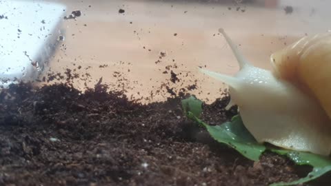 Snail's meal