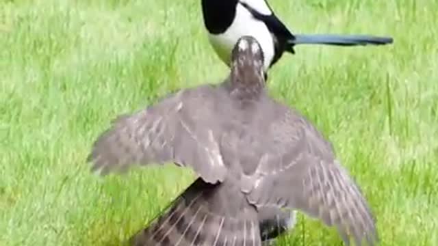 sparrow hawk catches Wood Pigeon and is then harassed by two Magpies