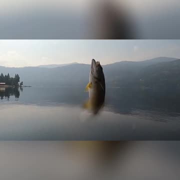 Catch and Release Releasing a Rainbow Trout