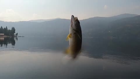 Catch and Release Releasing a Rainbow Trout