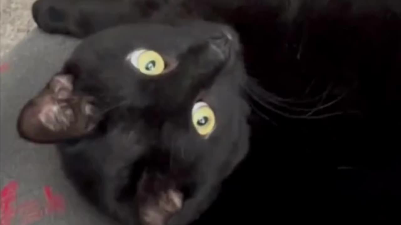 Adopting a Cat from a Shelter Vlog - Cute Precious Piper Shows That X Marks the Spot #shorts