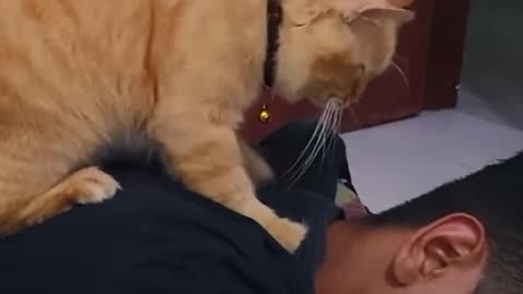 If you need a cat massage