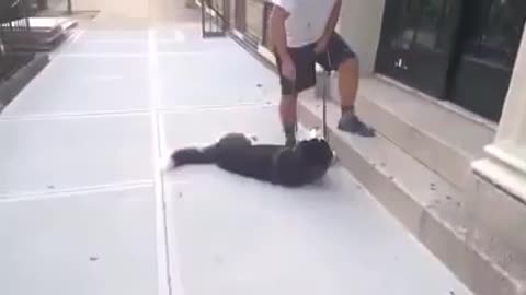 Lazy dog refuses to walk 🐕 funny moments 😄