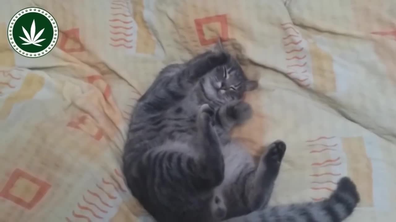 Very cute cat