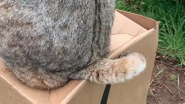 When you give your bobcat a box - moodboost morning